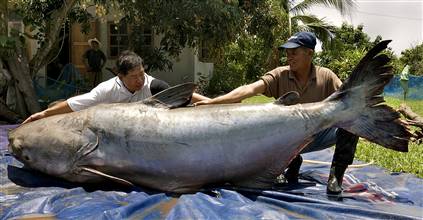  GIANT CATFISH IN THAILAND
