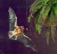 Bats (Chiroptera) near Cha-Am