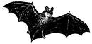 Bats (Chiroptera) near Cha-Am
