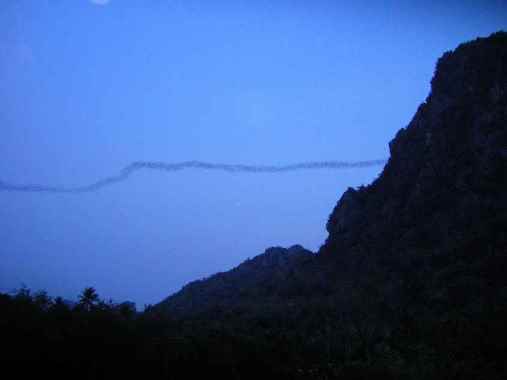 flying bats