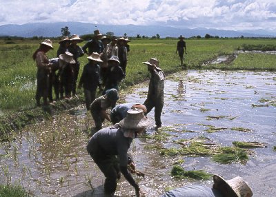 Rismarker i det nordlige Thailand. Trods industrialisering og udvikling af turisme, spiller risproduktionen fortsat en vigtig rolle